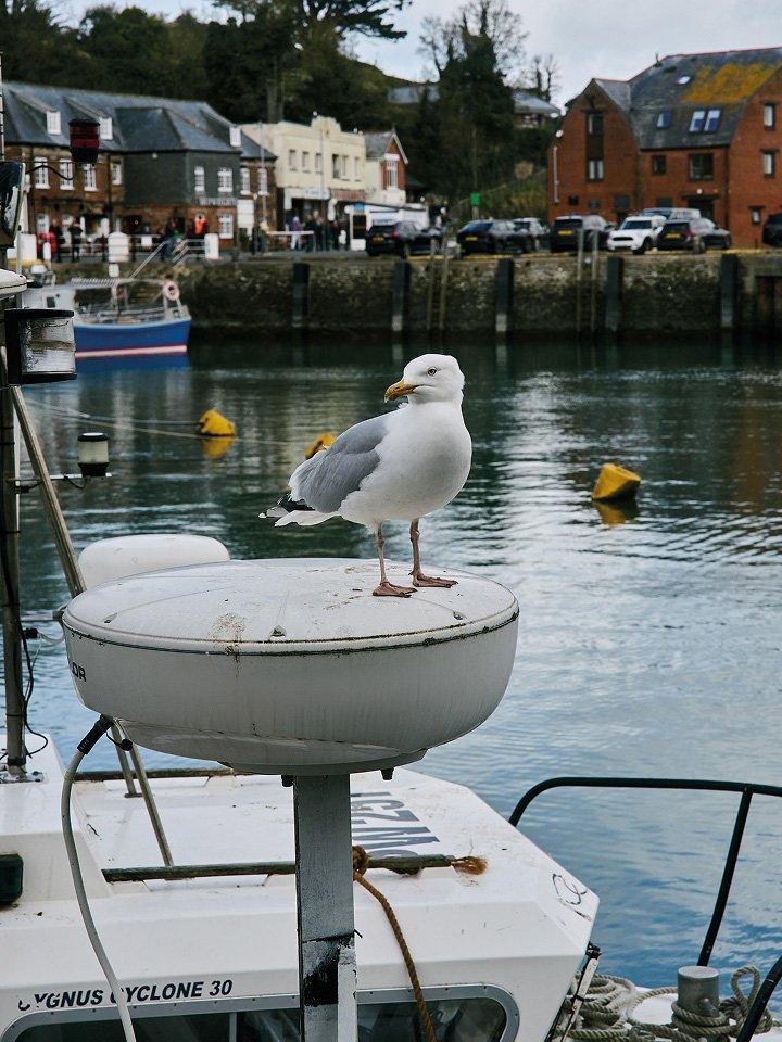 Seagull posing in Padstow harbour