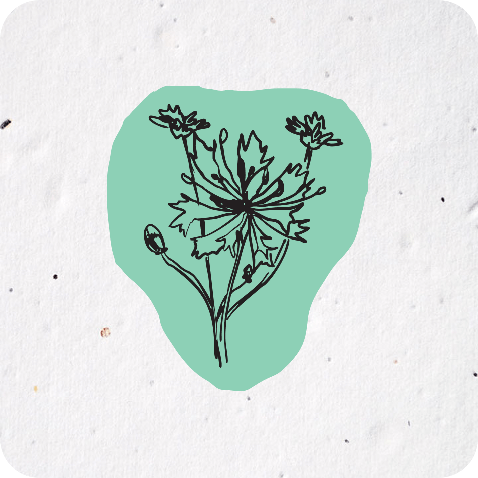 a drawing of wild flowers