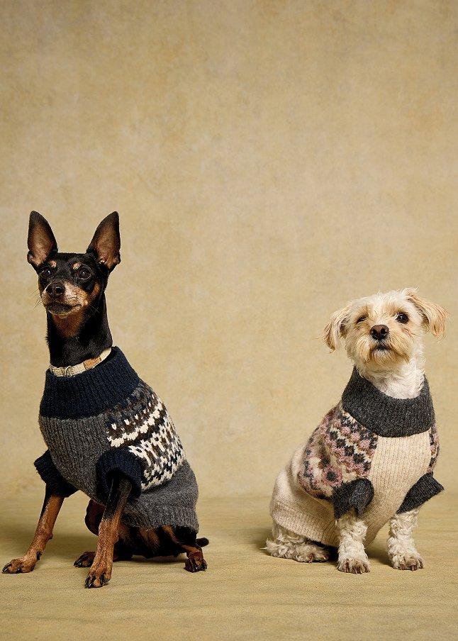 two dogs wearing sweaters sit side by side on a brown background