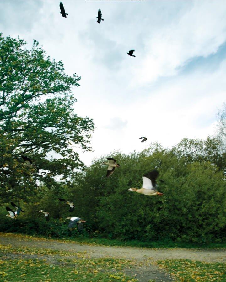 a flock of birds flying over a grassy field near a tree