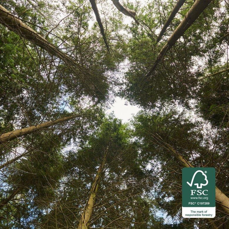 A view of a forest from the ground looking up with FSC® mark overlay